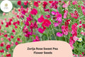Zorija Rose Sweet Pea Seeds | Climbing Flower Seeds | Rose Pink Lathyrus odoratus | Garden, Fence, Trellis Plant