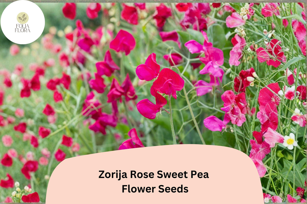 Zorija Rose Sweet Pea Seeds | Climbing Flower Seeds | Rose Pink Lathyrus odoratus | Garden, Fence, Trellis Plant