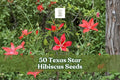Texas Star Hibiscus Seeds - 50 Red Flower Seeds for Planting - Hibiscus coccineus - Ornamental Perennial for Gardens