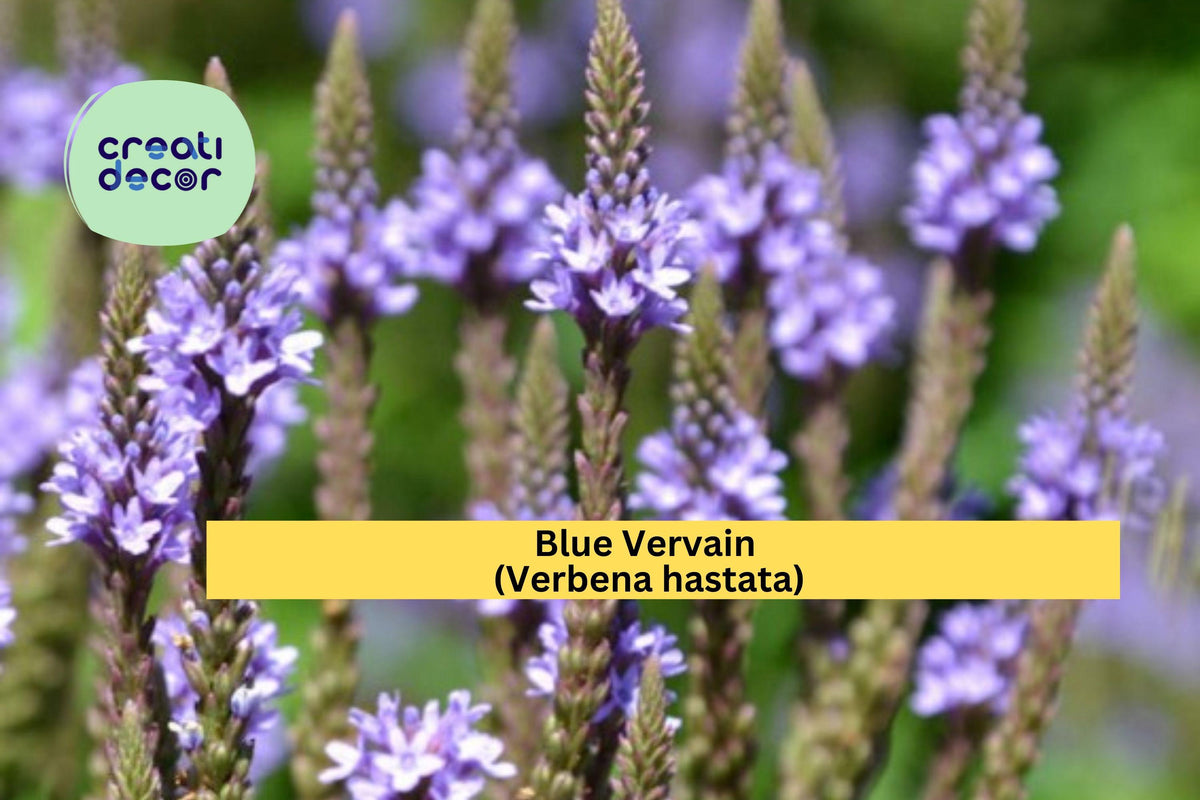 Blue Vervain Seeds – 100 Non-GMO Verbena hastata Native Wildflower for Pollinator Gardens, Wet Soil Tolerance