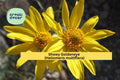 Showy Goldeneye Seeds – 100 Native Wildflower Seeds for Drought-Tolerant Gardens, Pollinator Attracting, Bright Yellow Blooms – Heliomeris multiflora