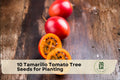 Tamarillo Tomato Tree Seeds, Cyphomandra betacea, Exotic Fruit Plant, Fast-Growing Tropical Tree, Edible Garden