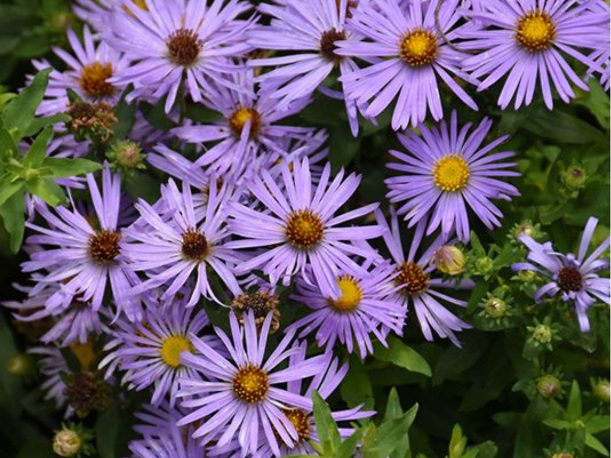 Aromatic Aster Seeds – 100 Native Wildflower Seeds for Fall Blooming, Drought Tolerant, Pollinator-Friendly, Symphyotrichum oblongifolium