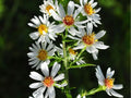 Heath Aster Seeds 100 Pack Symphyotrichum pilosum Native Drought-Tolerant Groundcover for Pollinators