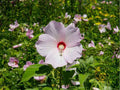 Swamp Rose Mallow Seeds | Native Perennial Hibiscus moscheutos | Giant Blooms for Wet Soils & Pollinators