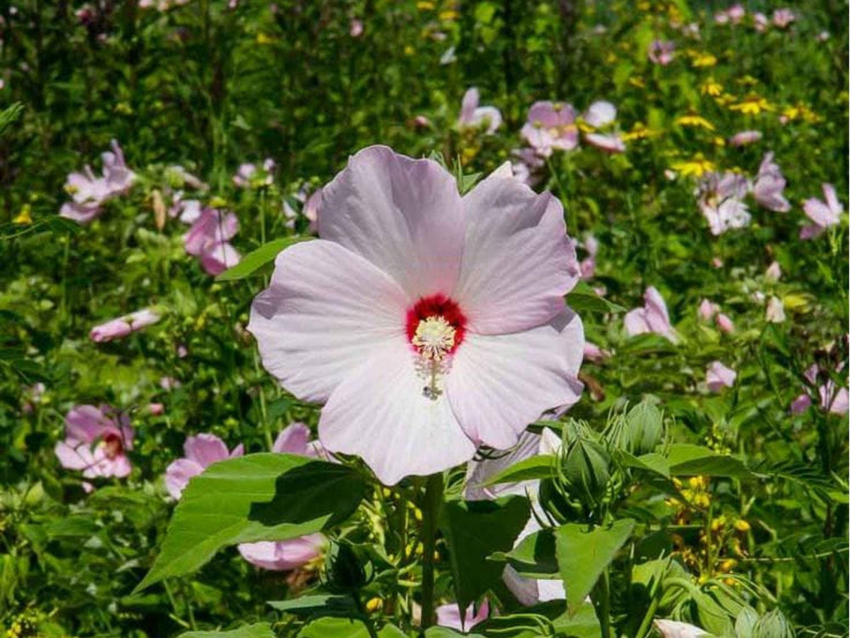Swamp Rose Mallow Seeds | Native Perennial Hibiscus moscheutos | Giant Blooms for Wet Soils & Pollinators