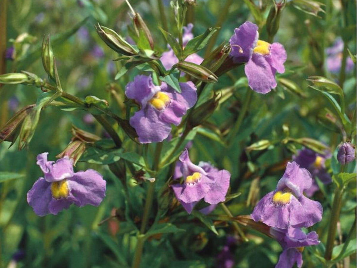 Monkey Flower Seeds (Mimulus ringens) – 5,000 Native Wildflower Seeds for Rain Gardens, Wetlands & Pollinator Gardens