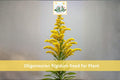 700 Stiff Goldenrod Seeds Oligoneuron rigidum Native Yellow Wildflower Prairie Perennial Pollinator Garden