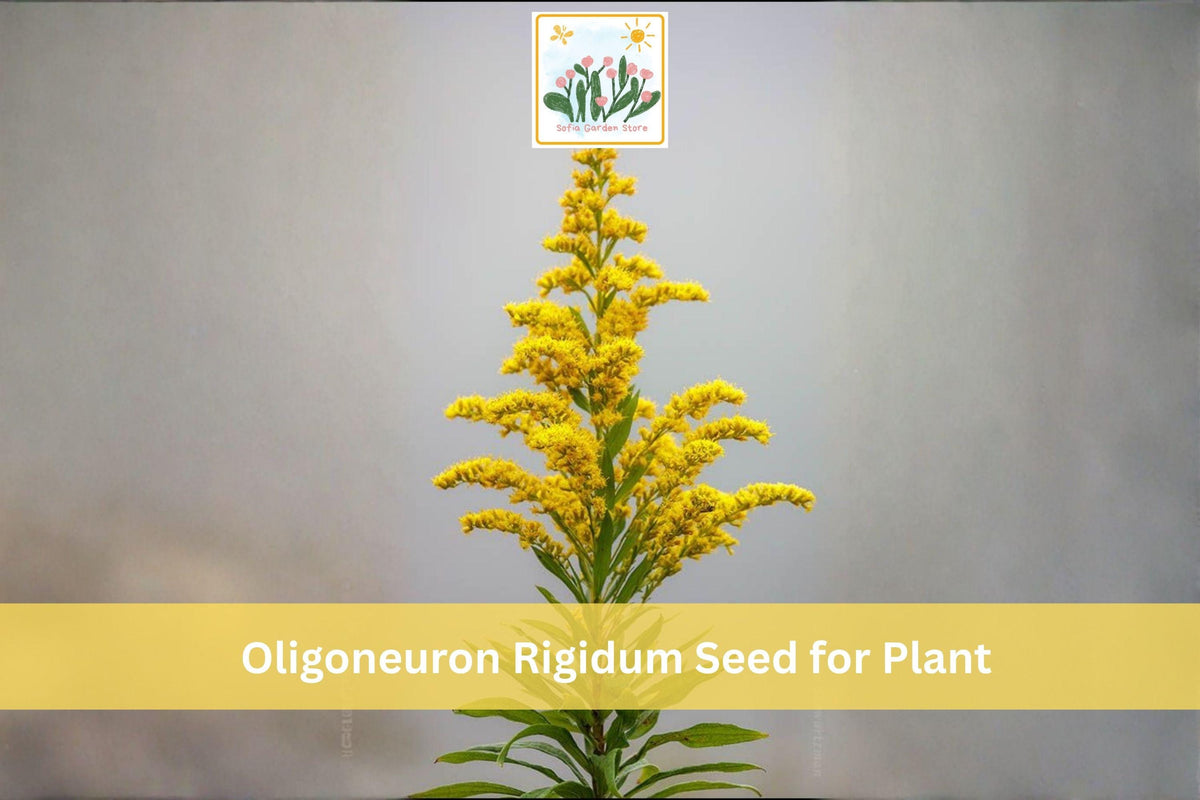 700 Stiff Goldenrod Seeds Oligoneuron rigidum Native Yellow Wildflower Prairie Perennial Pollinator Garden