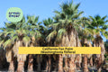 California Fan Palm Seeds | Drought-Tolerant Washingtonia filifera for Tropical Landscaping & Desert Gardens