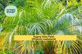 Pygmy Date Palm Seeds – 5 Non-GMO Phoenix roebelenii Dwarf Palm Tree Seeds for Indoor & Outdoor Containers