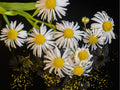 False Aster Seeds 500 | Native Wildflower for Pollinators & Rain Gardens | Boltonia asteroides