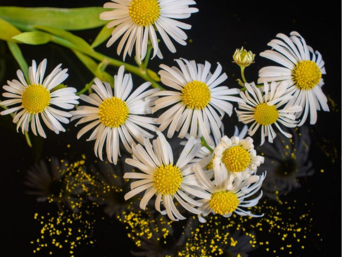 False Aster Seeds 500 | Native Wildflower for Pollinators & Rain Gardens | Boltonia asteroides