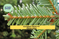 European Silver Fir Seeds – Abies alba – Evergreen Conifer for Cold Climate Landscaping & Ornamental Tree