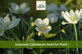 100 Seeds Canada Anemone Anemone canadensis Native White Wildflower Woodland Perennial Groundcover