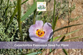30 Mariposa Lily Seeds Calochortus flexuosus Native Wildflower Perennial