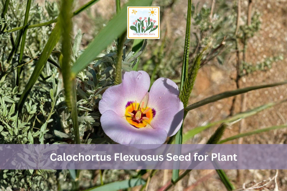 30 Mariposa Lily Seeds Calochortus flexuosus Native Wildflower Perennial