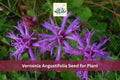 100 Narrowleaf Ironweed Seeds Vernonia angustifolia Native Purple Wildflower Prairie Perennial
