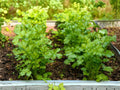 Cilantro Herb Seeds | Slow Bolt Coriander ‘Leisure’ | Culinary Garden Favorite | Coriandrum sativum | 100 Seeds