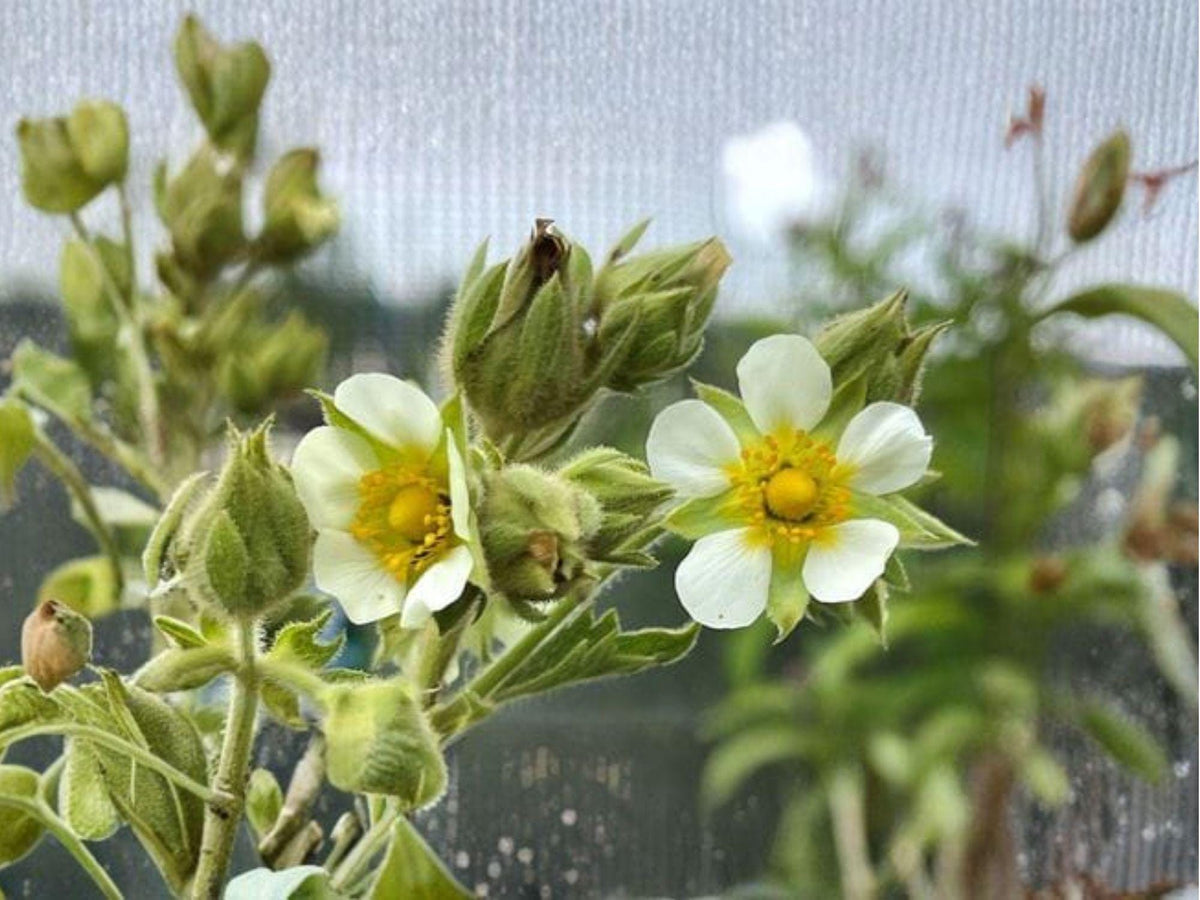 Prairie Cinquefoil Seeds 500 Native Wildflower Drought-Tolerant Pollinator Support Dry Meadow Plant