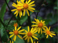 Golden Ragwort Seeds Packera aurea – Native Wildflower Seeds for Shade-Tolerant Groundcover, Pollinator-Friendly, 75 Seeds