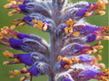 Lead Plant Seeds (Amorpha canescens) – 50 Native Prairie Seeds for Drought-Tolerant Pollinator Gardens and Habitat Restoration