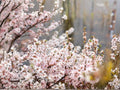10 Seeds Nanking Cherry - Prunus tomentosa Cold Hardy Fruit Shrub Tree