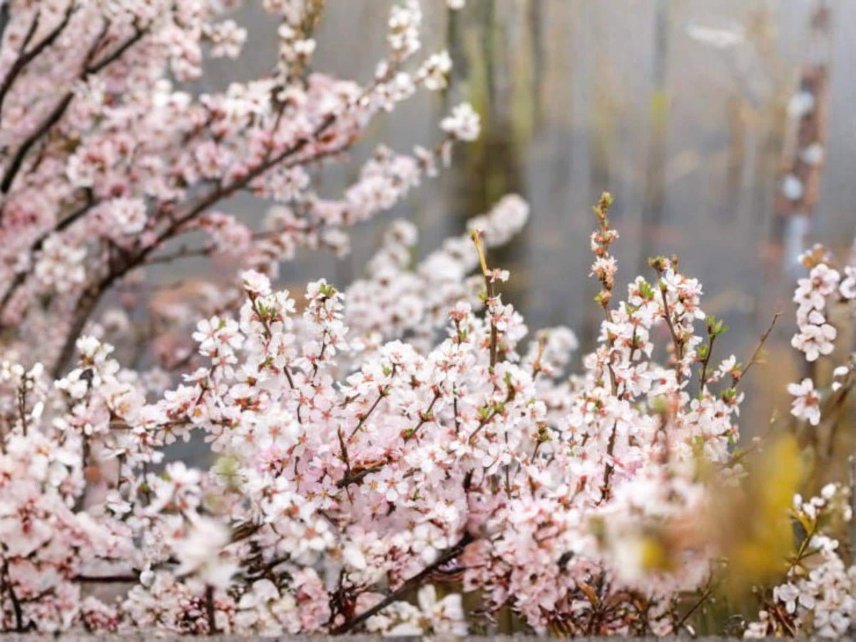 10 Seeds Nanking Cherry - Prunus tomentosa Cold Hardy Fruit Shrub Tree