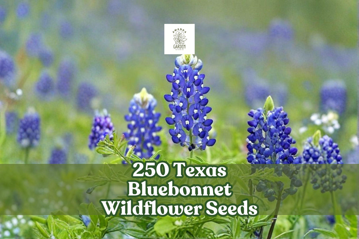 250 Texas Bluebonnet Wildflower Seeds | Lupinus texensis | Native Spring Blooming Blue Flowers for Gardens & Meadows