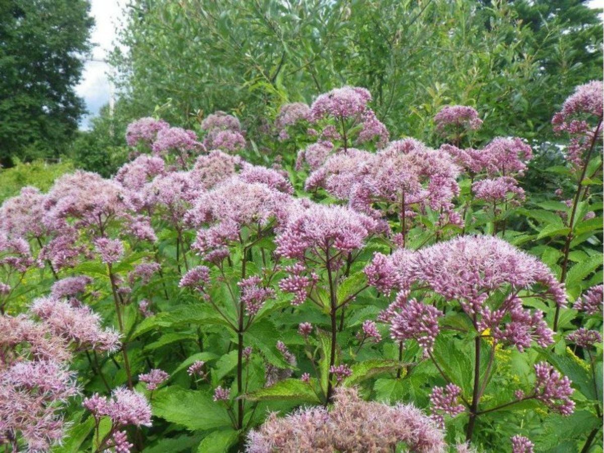 Hollow Joe Pye Weed Seeds (Eutrochium fistulosum) – 100 Native Wildflower Seeds for Pollinator Gardens & Moist Soils