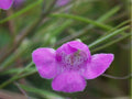 Slender False Foxglove Seeds (Agalinis tenuifolia) – 250 Native Wildflower Seeds for Pollinators & Prairies