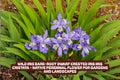 Dwarf Crested Iris Bare-Root Wild Iris cristata Perennial for Shade Gardens, Rock Gardens, and Borders