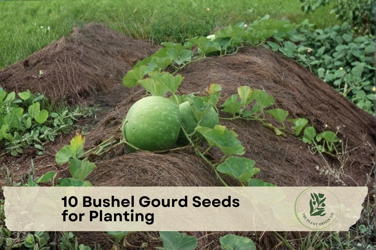 Giant Round Gourd Seeds | Bushel Gourd (Lagenaria siceraria) for Planting | Decorative Garden & Craft Projects