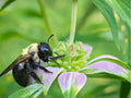 Spotted Bee Balm Seeds, Monarda punctata, Native Wildflower, Drought-Tolerant Pollinator Plant, Aromatic, Tiered Purple-Yellow Flowers
