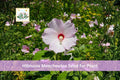 30 Hibiscus moscheutos Seeds Swamp Rose Mallow Crimson-Eyed Hardy Native Perennial