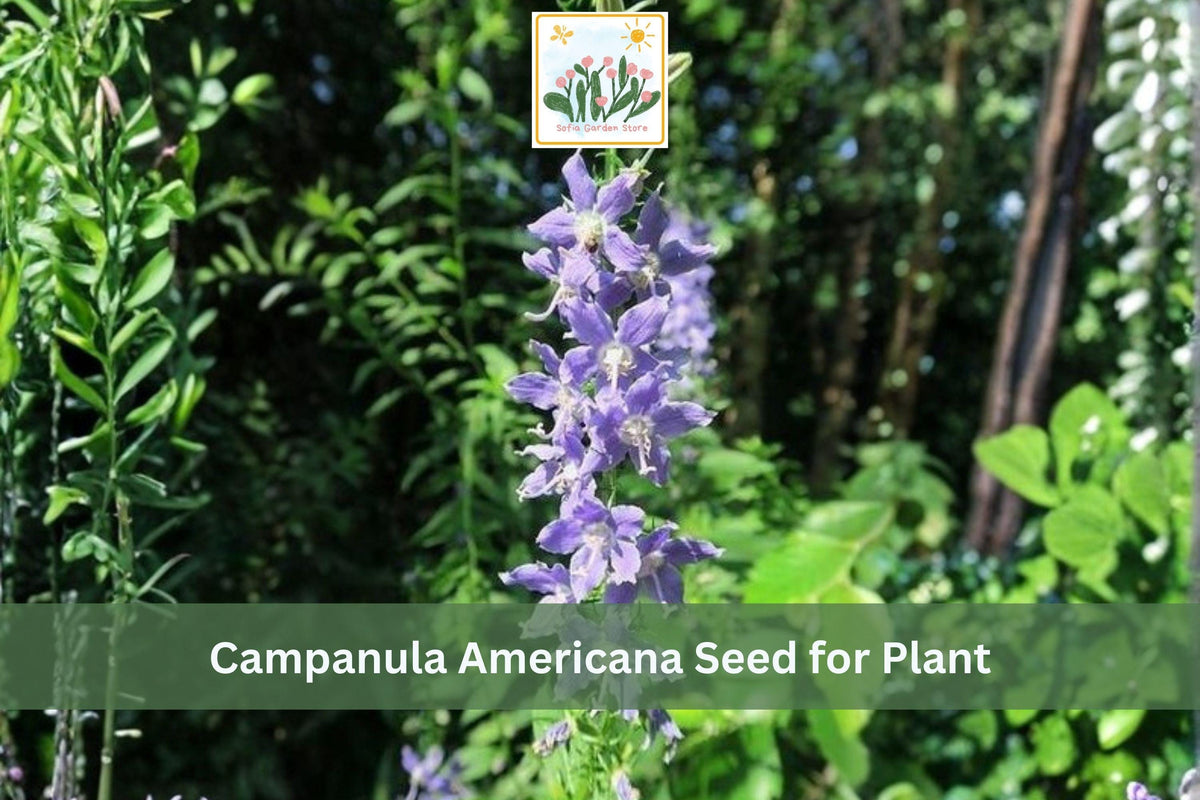 500 Tall Bellflower Seeds Campanula americana Native Blue Wildflower Woodland Biennial Summer Bloomer