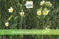500 Prairie Cinquefoil Seeds Drymocallis arguta Native Yellow Wildflower Prairie Perennial