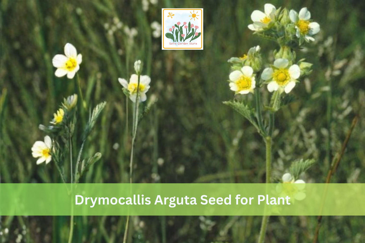 500 Prairie Cinquefoil Seeds Drymocallis arguta Native Yellow Wildflower Prairie Perennial