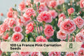 100 La France Pink Carnation Seeds for Flower Garden, Dianthus caryophyllus, Pink, Ornamental Flower Plant