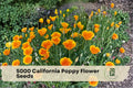 California Poppy Seeds - 5000 Pack, Eschscholtzia californica, Bright Orange-Yellow Blooms, Annual Flower for Garden Beds & Borders