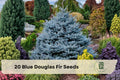 20 Blue Douglas Fir Seeds for Planting Evergreen Tree Pseudotsuga menziesii var. glauca, Conifer, Blue-Green Needles