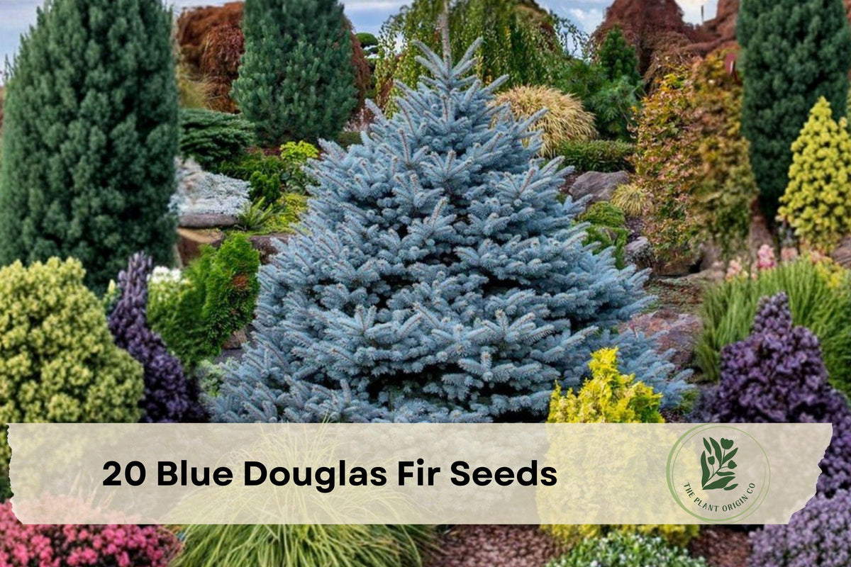 20 Blue Douglas Fir Seeds for Planting Evergreen Tree Pseudotsuga menziesii var. glauca, Conifer, Blue-Green Needles