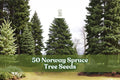 50 Norway Spruce Tree Seeds for Planting - Evergreen Conifer Seeds, Picea abies, Ideal for Landscape and Garden Use