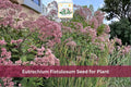 100 Seeds Hollow Joe-Pye Weed Eutrochium fistulosum Native Tall Purple Wildflower Meadow Perennial