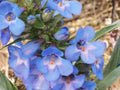 Penstemon Angustifolius Seeds – Pagoda Penstemon Blue-Violet Wildflower, Perennial Garden Flower, 50 Seeds