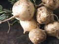 True Jicama Vegetable Seeds – Garden Vining Plant, Green Leaves, 10 Seeds, Ipomoea batatas