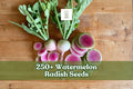 Watermelon Radish Seeds – Exotic Heirloom Raphanus sativus with Pink Interior, 250+ Seeds for Home Gardening, Containers, and Raised Beds