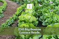 250 Big Boston Lettuce Seeds - Heirloom Butterhead Lettuce (Lactuca sativa) - Green, Easy to Grow, Home Garden Variety