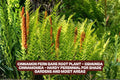 Cinnamon Fern Bare Root Plant – Hardy Perennial for Shade Gardens – Osmunda cinnamomea – Moist, Rich Soil, Wildlife-Friendly