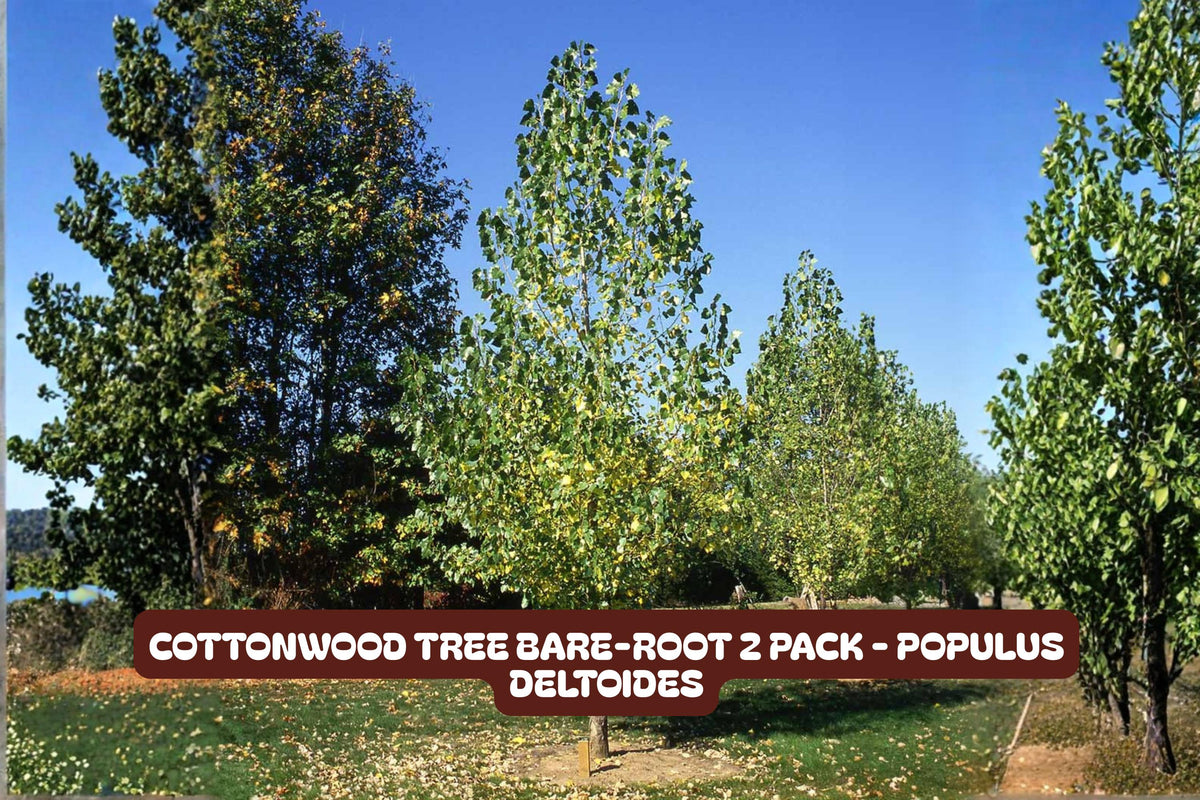 Cottonwood Tree Bare-root 2 Pack Populus deltoides Fast-Growing Shade Tree for Landscaping